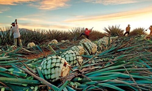 EL COCUY: las manos, la tierra y las plantas